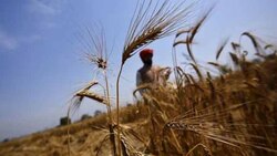 With domestic production of wheat likely to increase, govt extends import duty till June