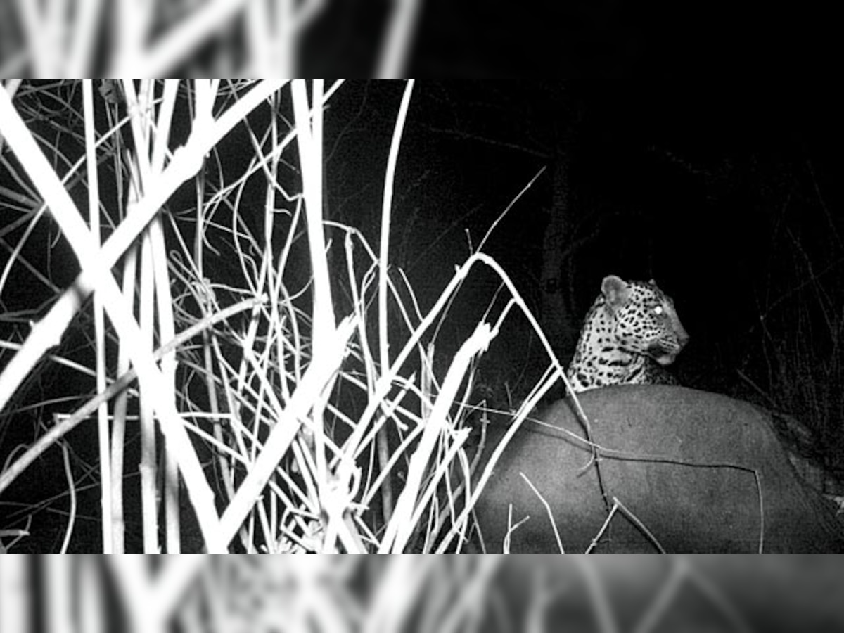 Leopard sighted at Karnala sanctuary