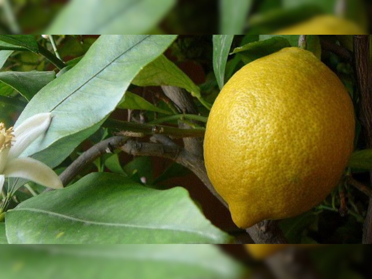 'Sacred' lemon sells for Rs 39000 in Tamil Nadu