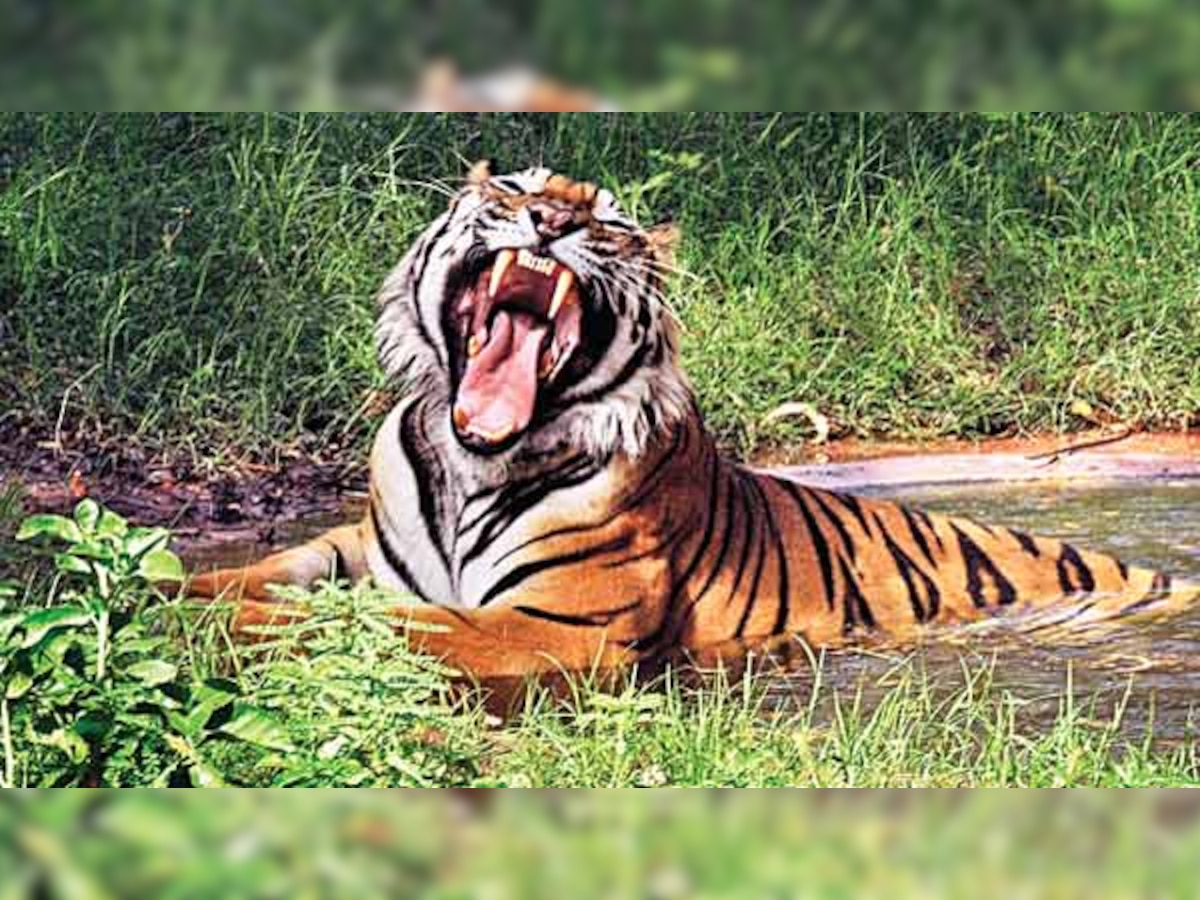 India willing to share tigers to help Cambodia, experts call for caution