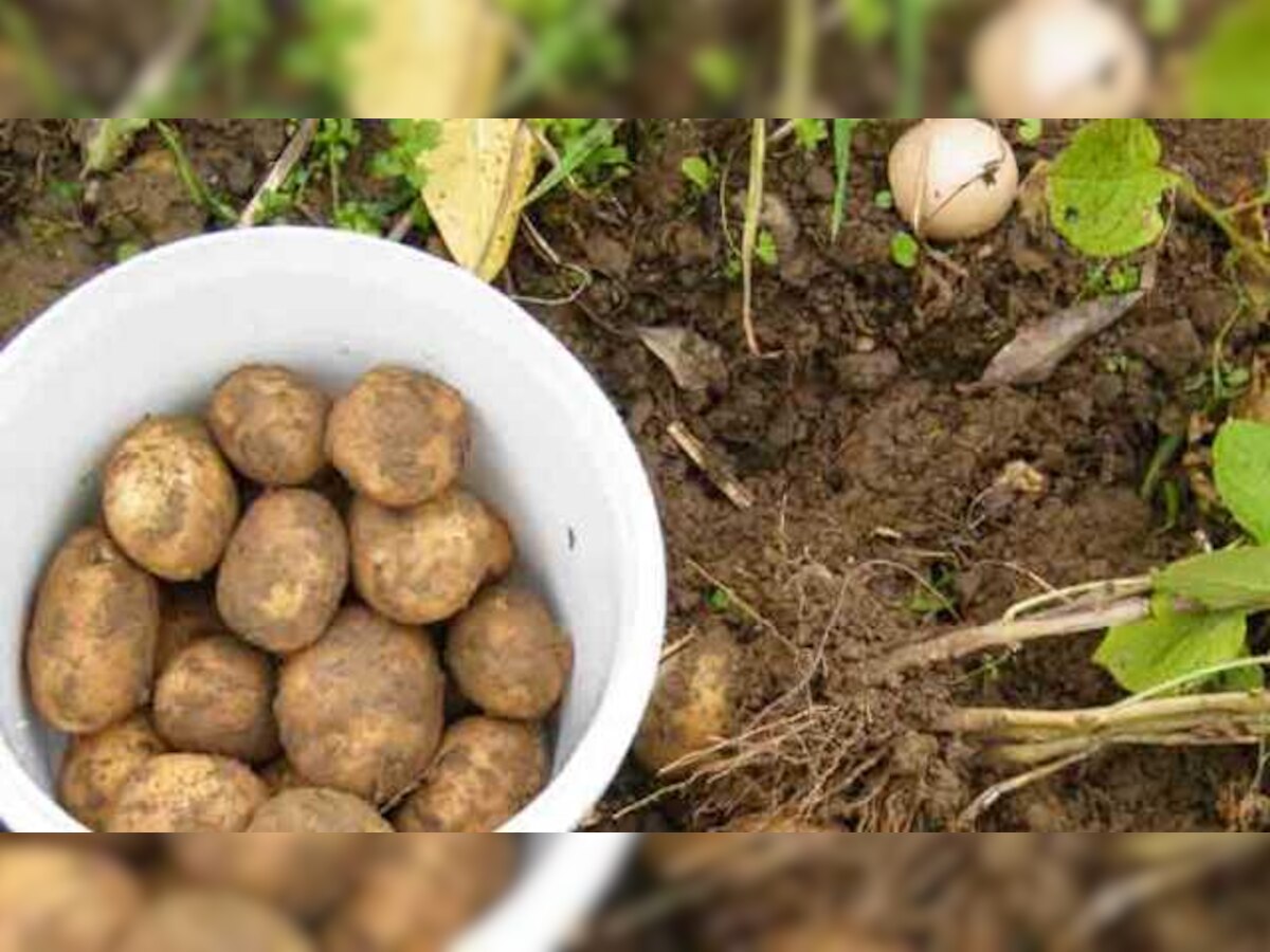 NASA wants to grow potatoes on Mars, tests underway in the Peruvian desert