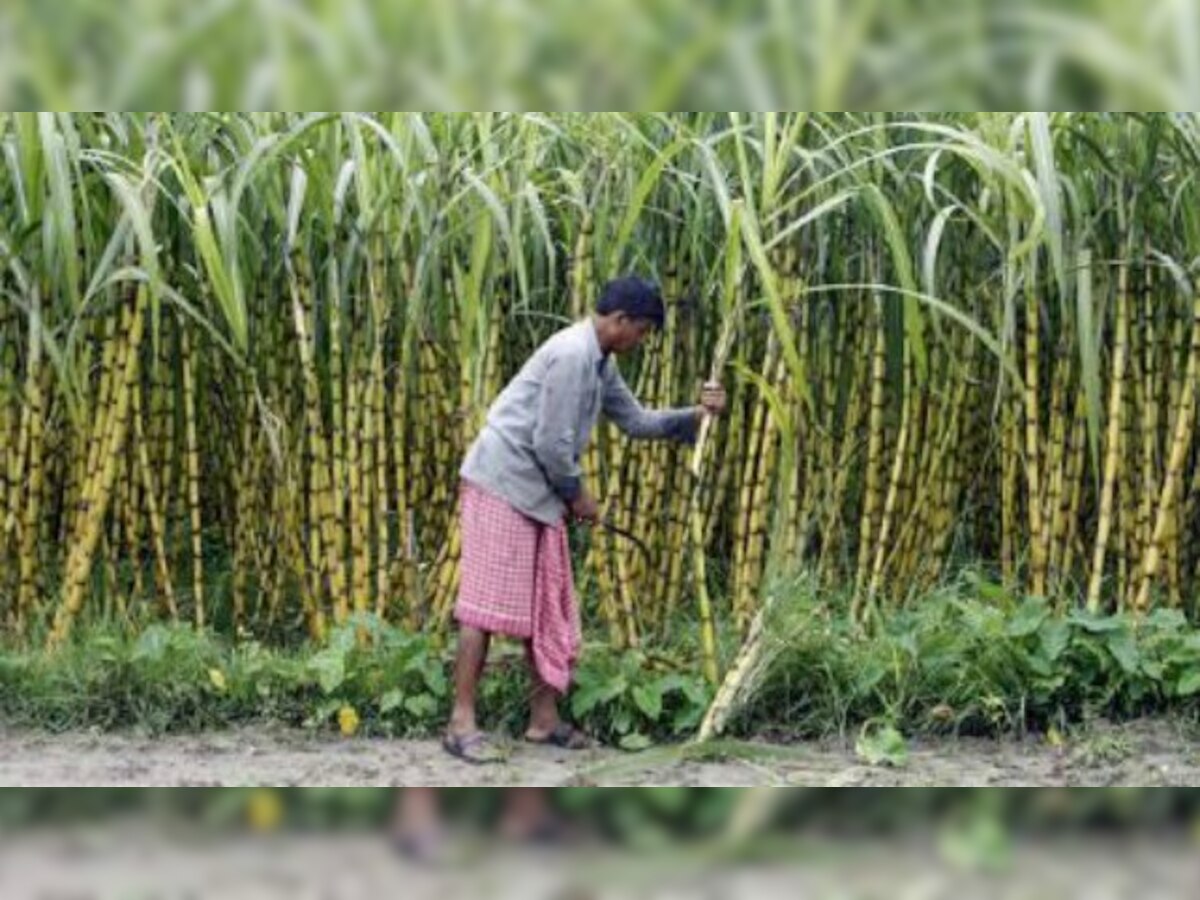 Dhampur Sugar Mills gets board nod to raise up to Rs 200 crore 