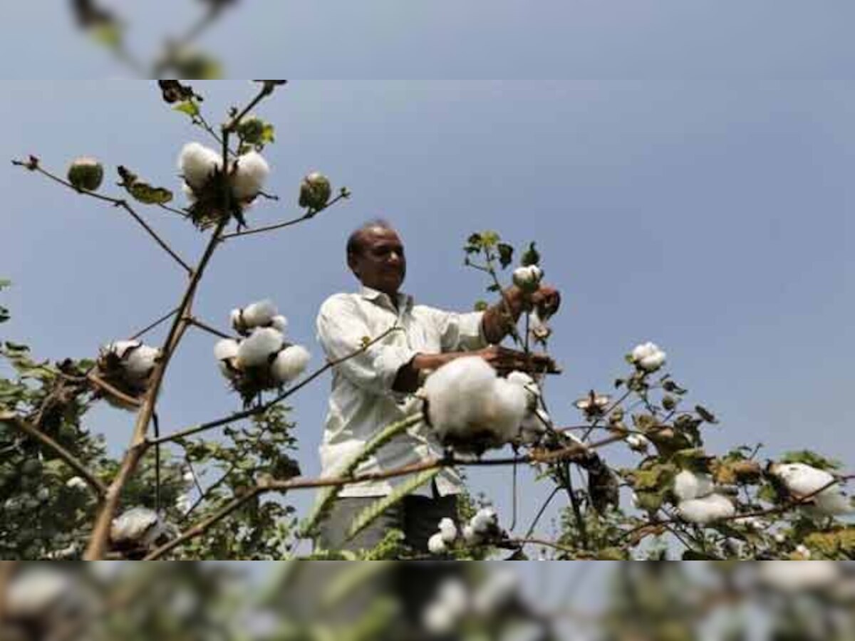 Top African producer Burkina Faso bans GM cotton