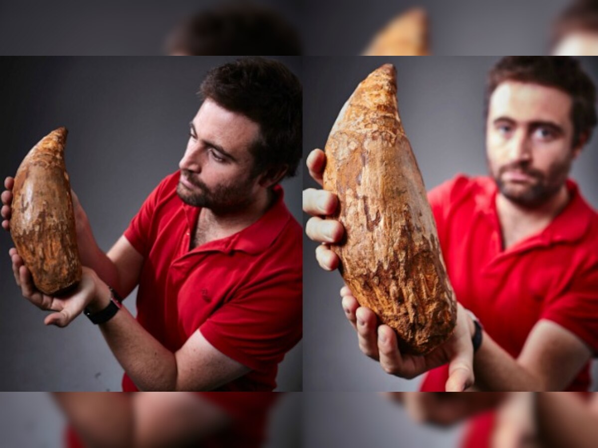 Gigantic 5 million-year-old whale tooth found in Australia