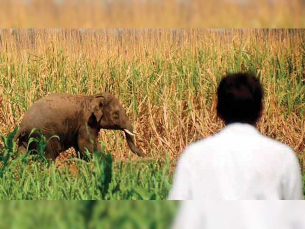 Farmers may soon get insurance cover for crop damage caused by elephants