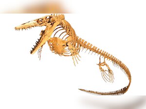 Scientists discover 71-million-year old dinosaur fossil in Antartica