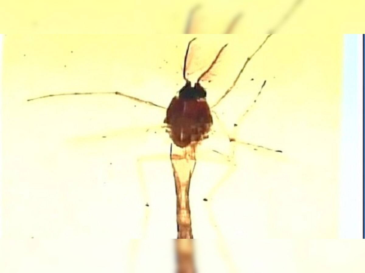 Insect attack leaves green marks on Taj Mahal