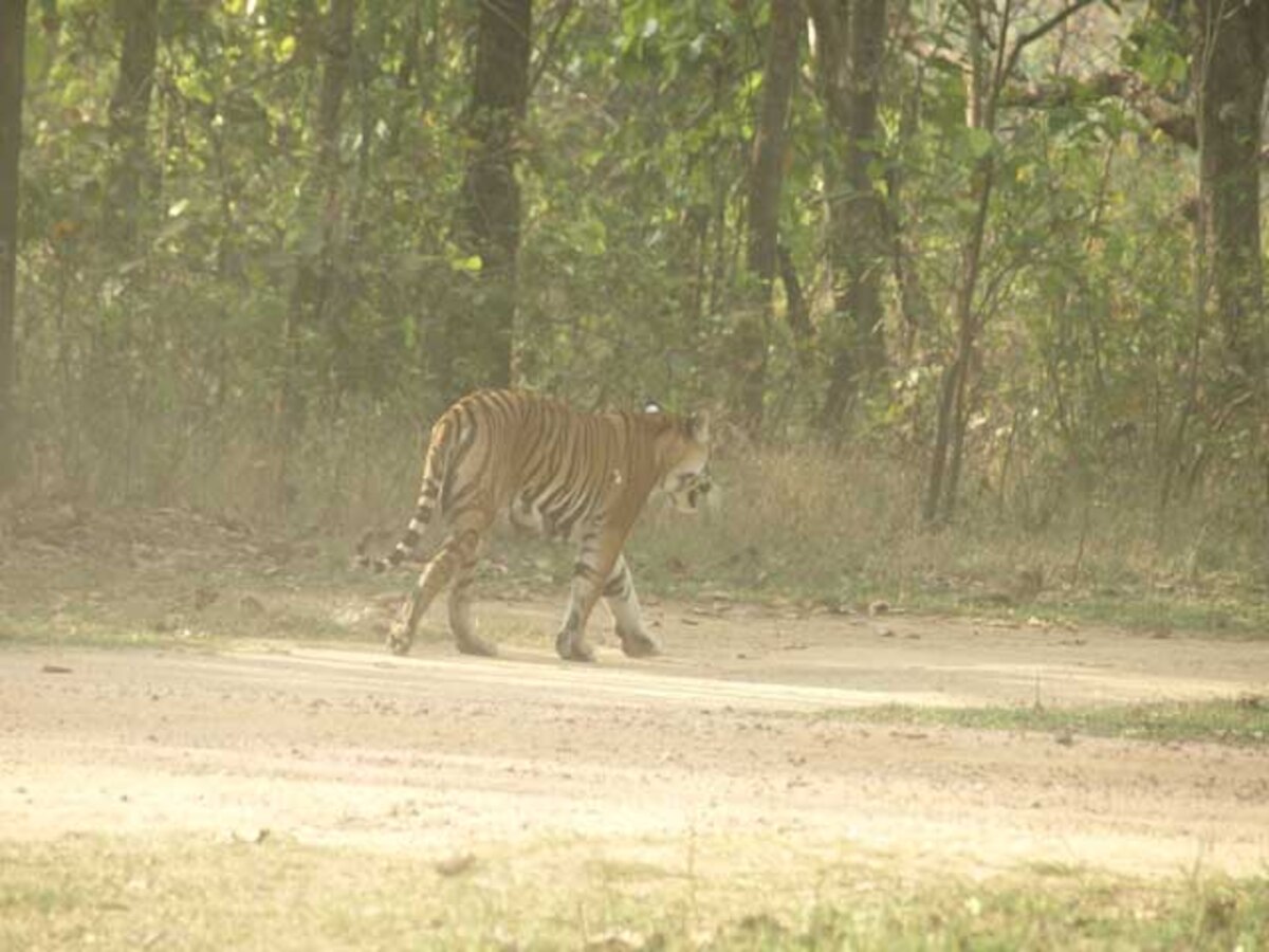 On 'The Jungle Book' trail at Kanha National Park