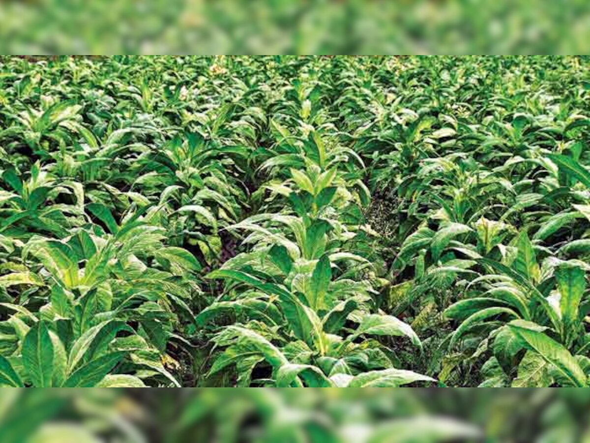 Study environmental impact of tobacco cultivation: House panel