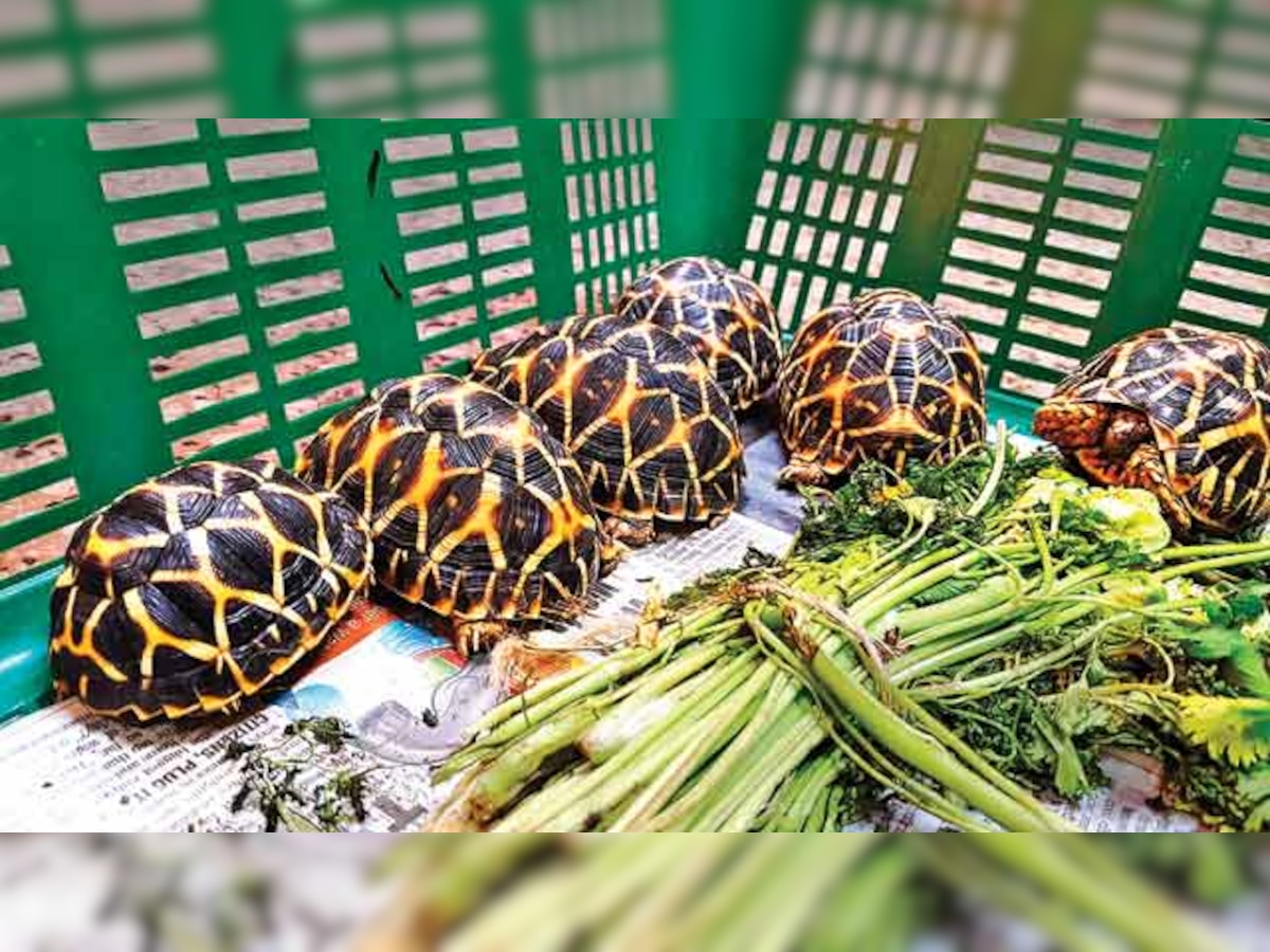 Malad resident nabbed while trying to sell protected tortoise