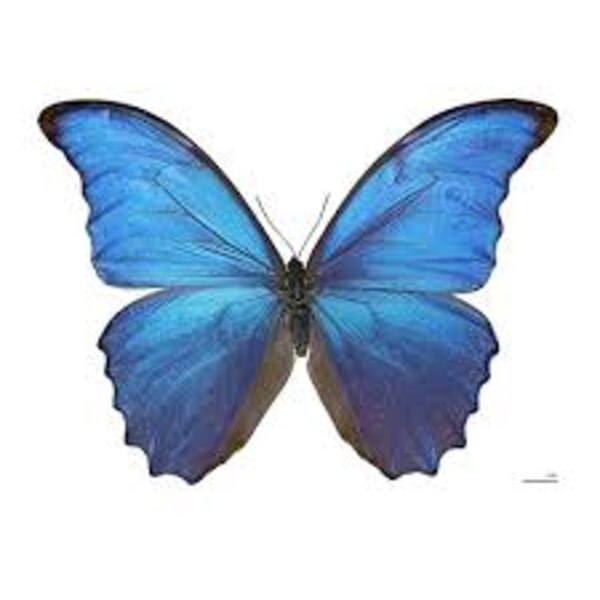 Maharashtra Wildlife Board declares Blue Mormon as state butterfly