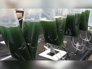 Scientists modified microalgae to convert sunlight into valuable medicine