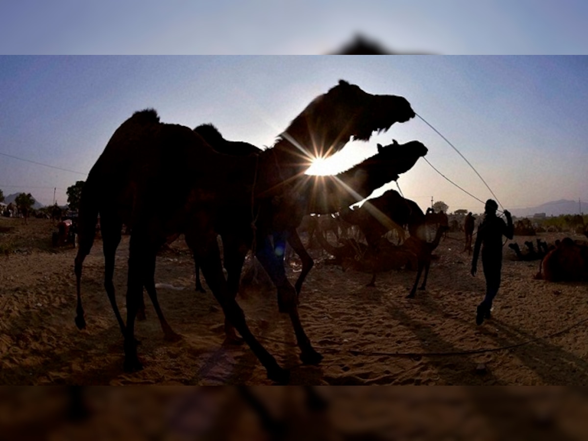 Rajasthan: Left in the heat all day, camel attacks and kills owner