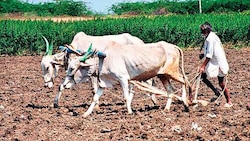 Government working on agro-industrial policy