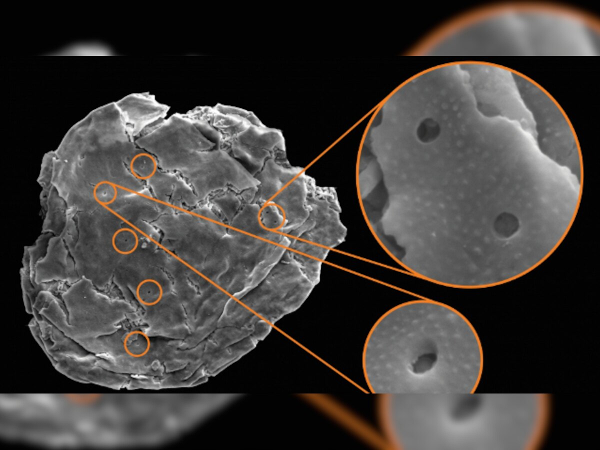 Scientists find evidence of vampirism in fossils of single-celled organisms