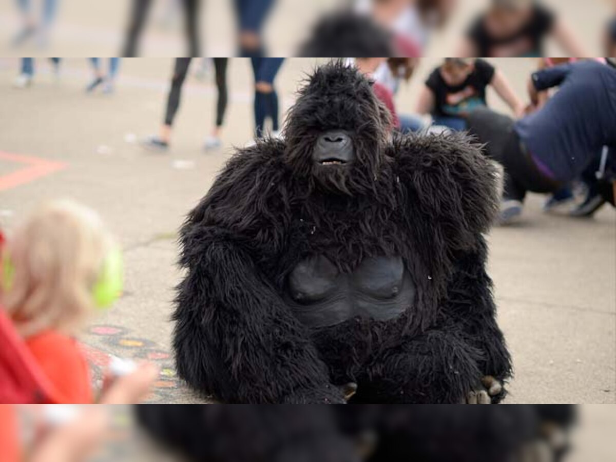 Cincinnati: Gorilla killed after boy falls into zoo enclosure