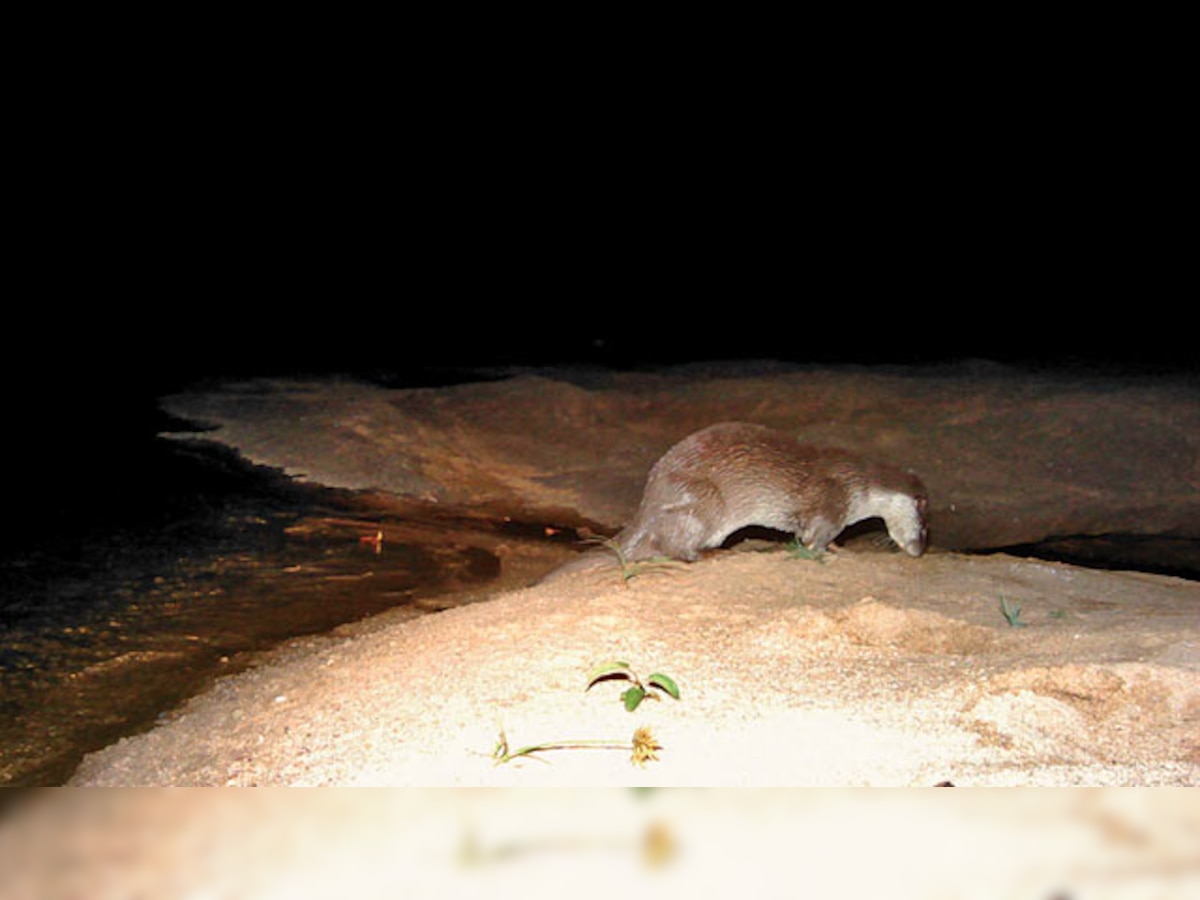 Here it is, first proof of Eurasian Otters' presence in India