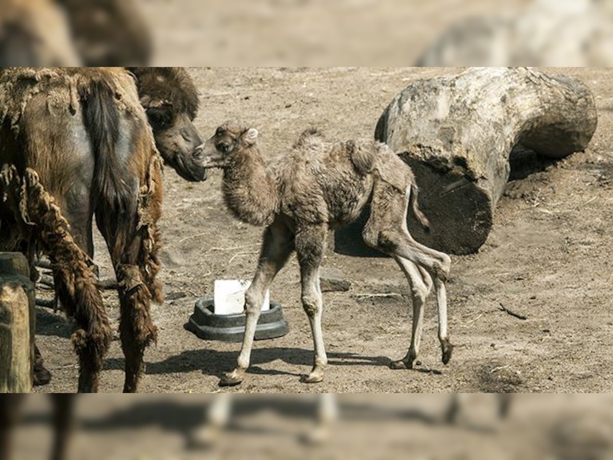 New social media star: Meet Chicago zoo's baby camel 'Alexander Camelt'