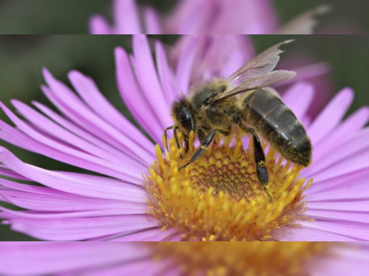 How do honey bees reproduce without males?