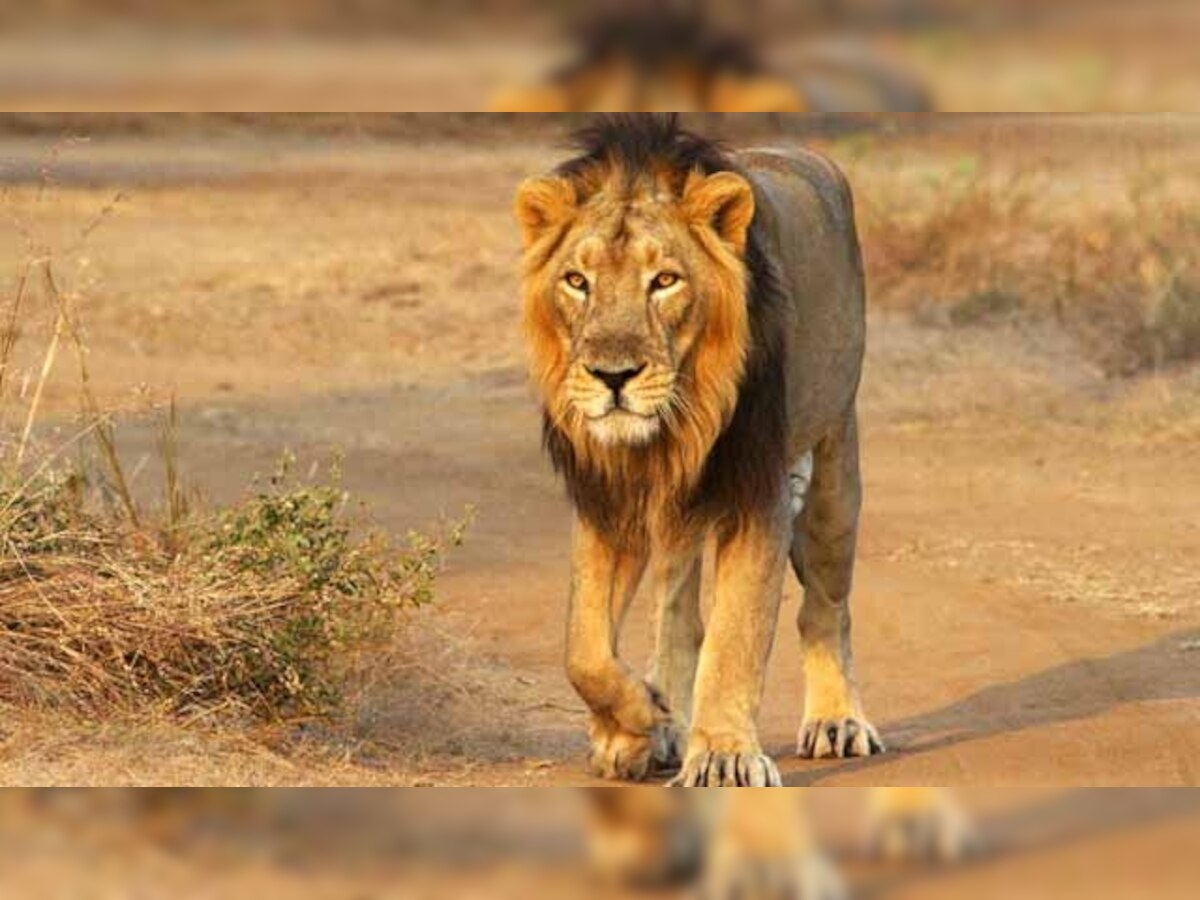 3 of 17 lions 'sentenced' to life in a zoo for killing three humans