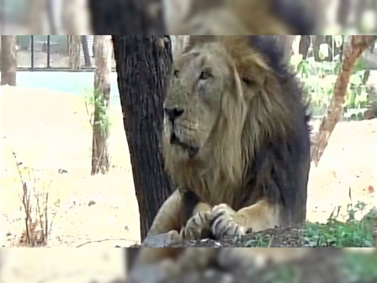 Gujarat: 1 of 17 lions captured near Gir sanctuary identified as 'man-eater'; shifted to Sakkarbaug Zoo