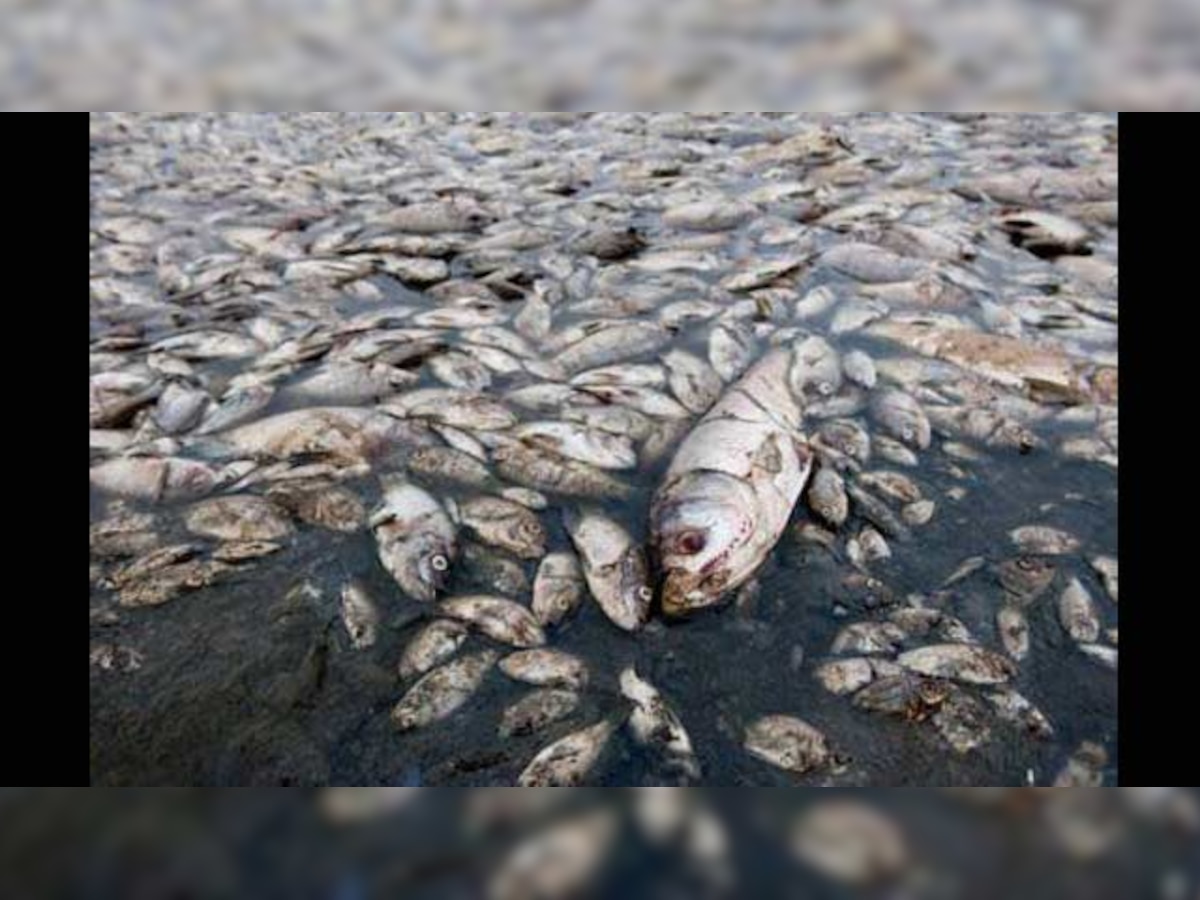 Kolkata: Hundreds of fish found dead at Rabindra Sarobar Lake