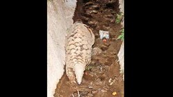 dna report on pangolin poaching jolts state in to action
