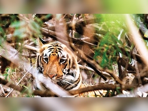 Spain: Tiger kills zookeeper at Terra Natura park