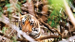 Spain: Tiger kills zookeeper at Terra Natura park