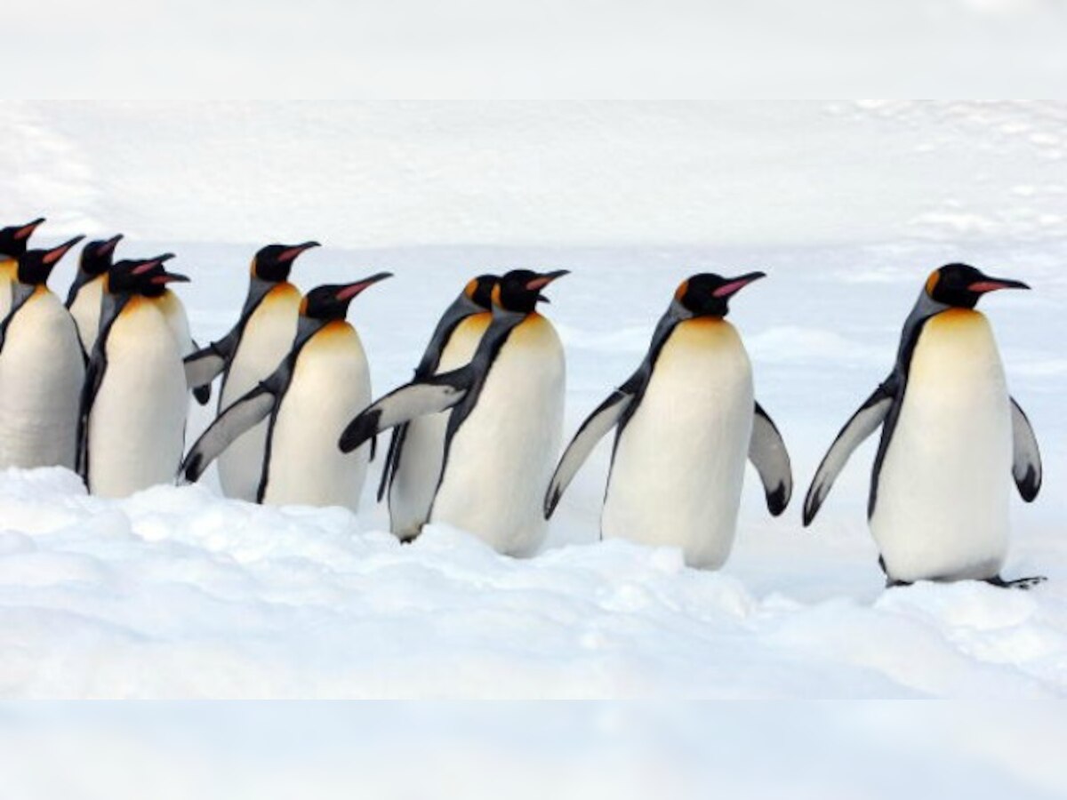 New study reveals King penguins keep an ear out for predators even when asleep