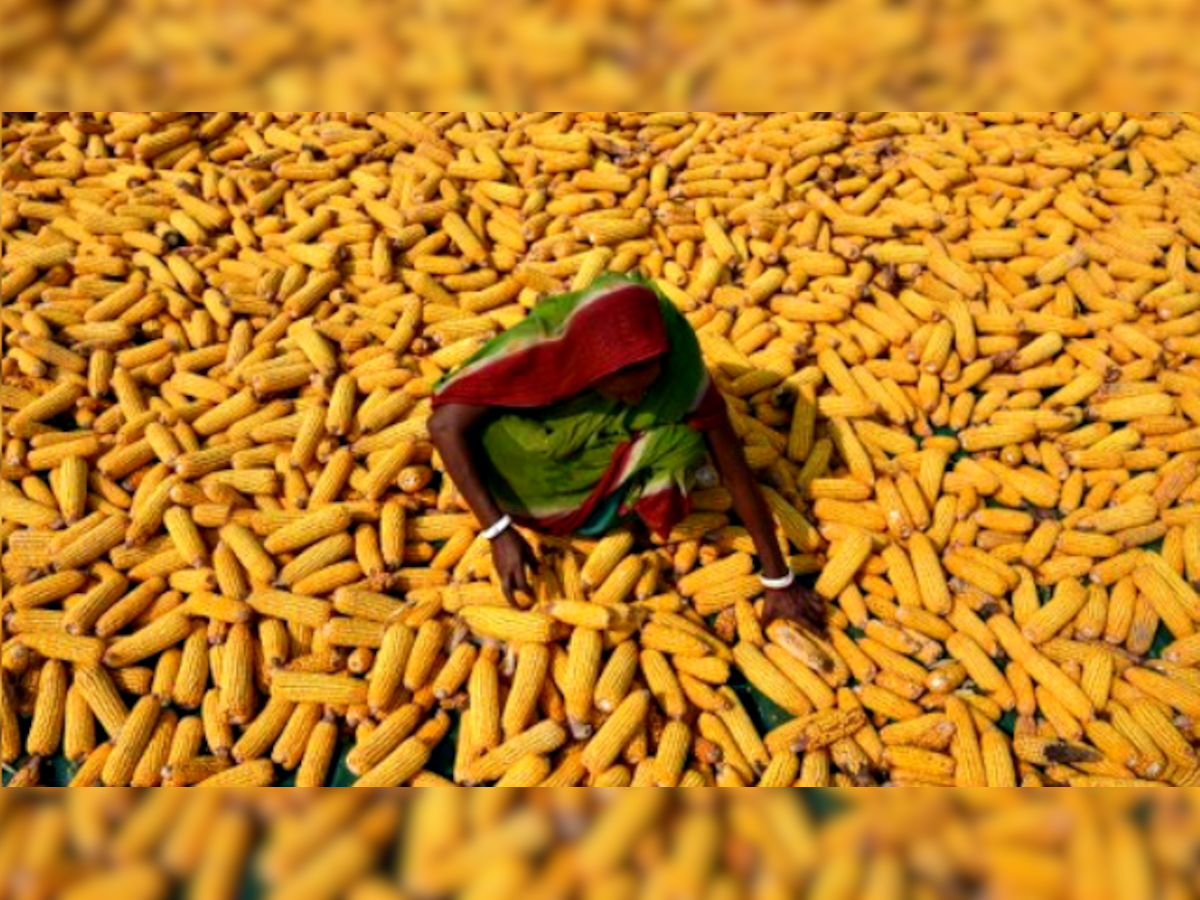 India to import 5 lakh tonnes of maize to check prices