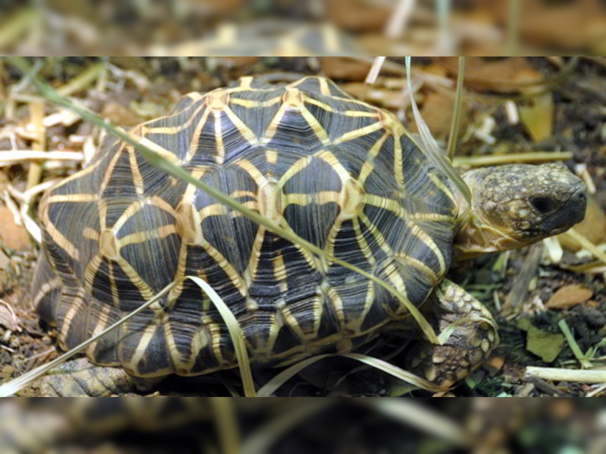 Mumbai: 3 star tortoises seized from woman passenger at Dadar terminus