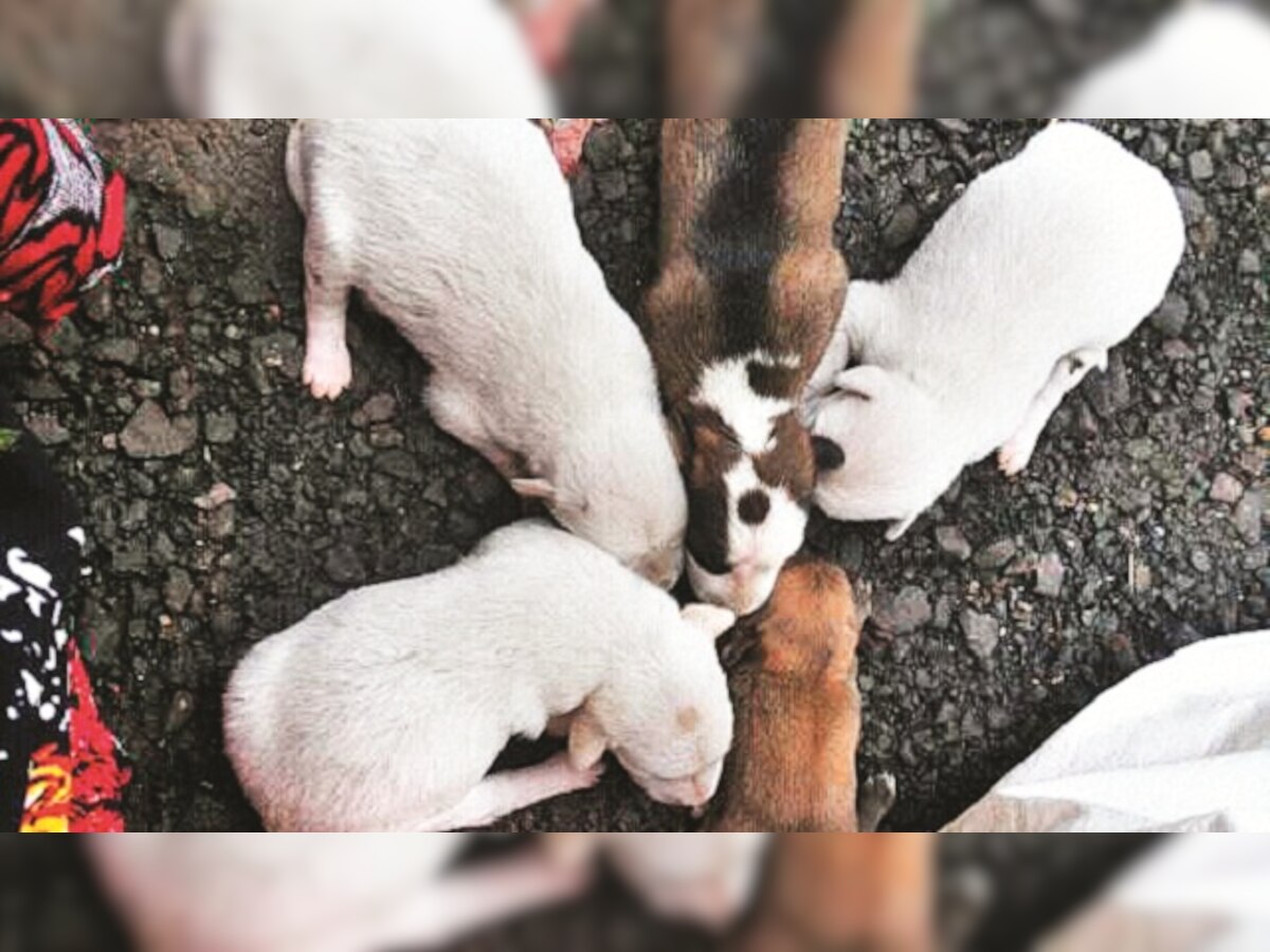 Mumbai: Seven newborn pups rescued from dustbin near JJ Hospital