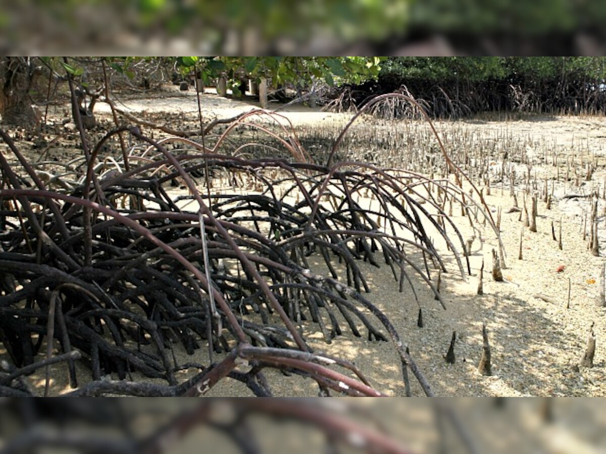 Officials turn blind eye to destruction of mangroves in Dahisar