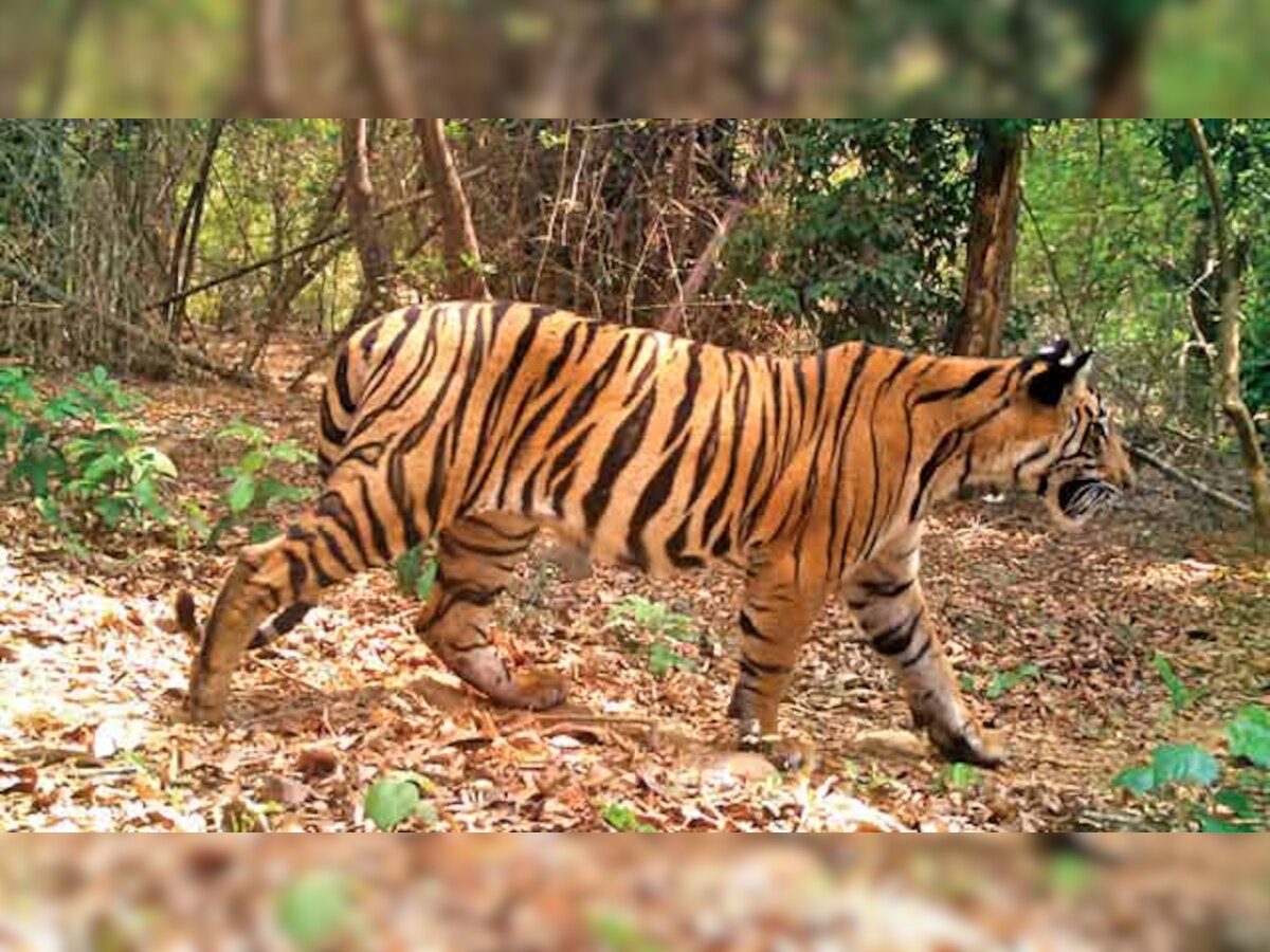 Government to tap Tillary as tiger habitat