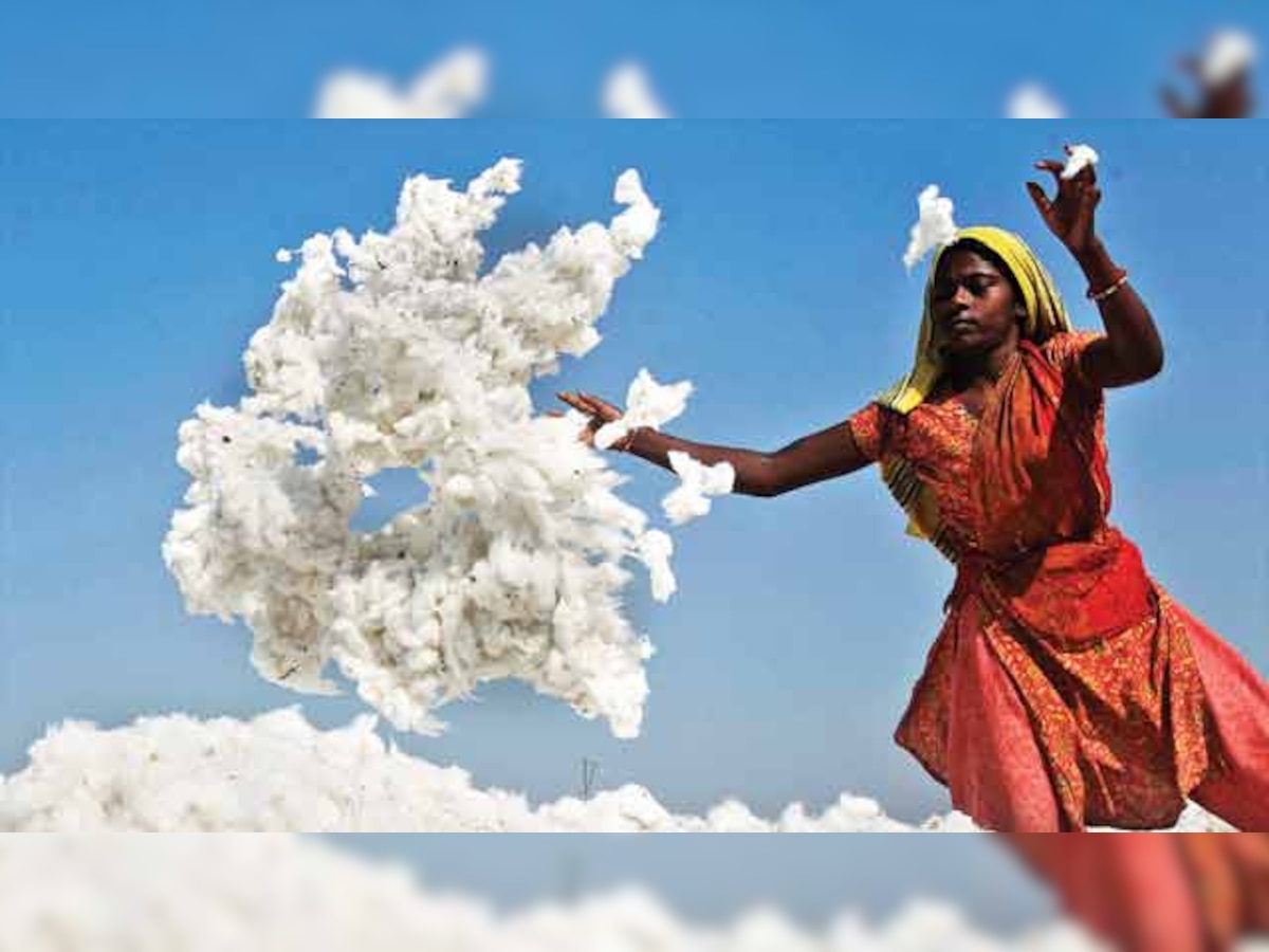 After years of rise, cotton cultivation declines in India