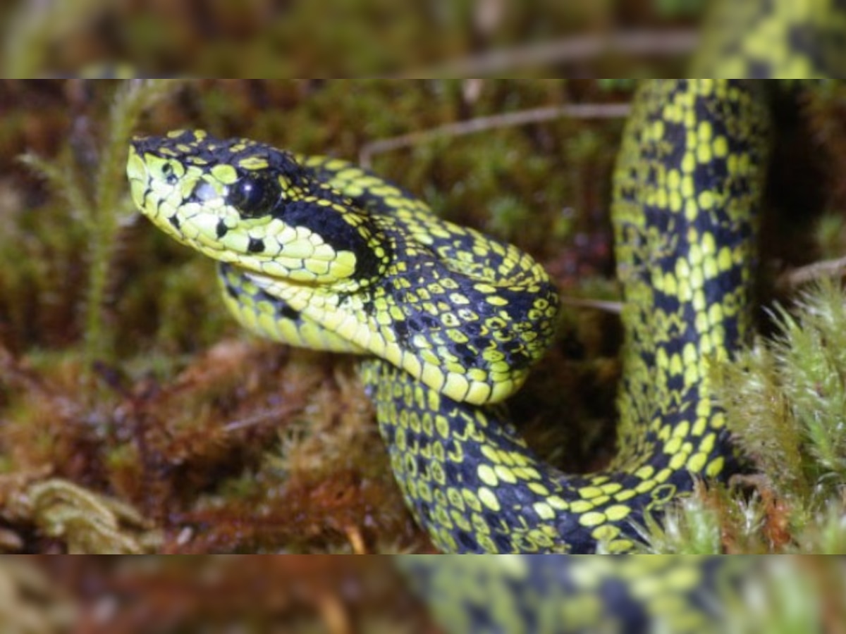 New venomous snake discovered in Costa Rica