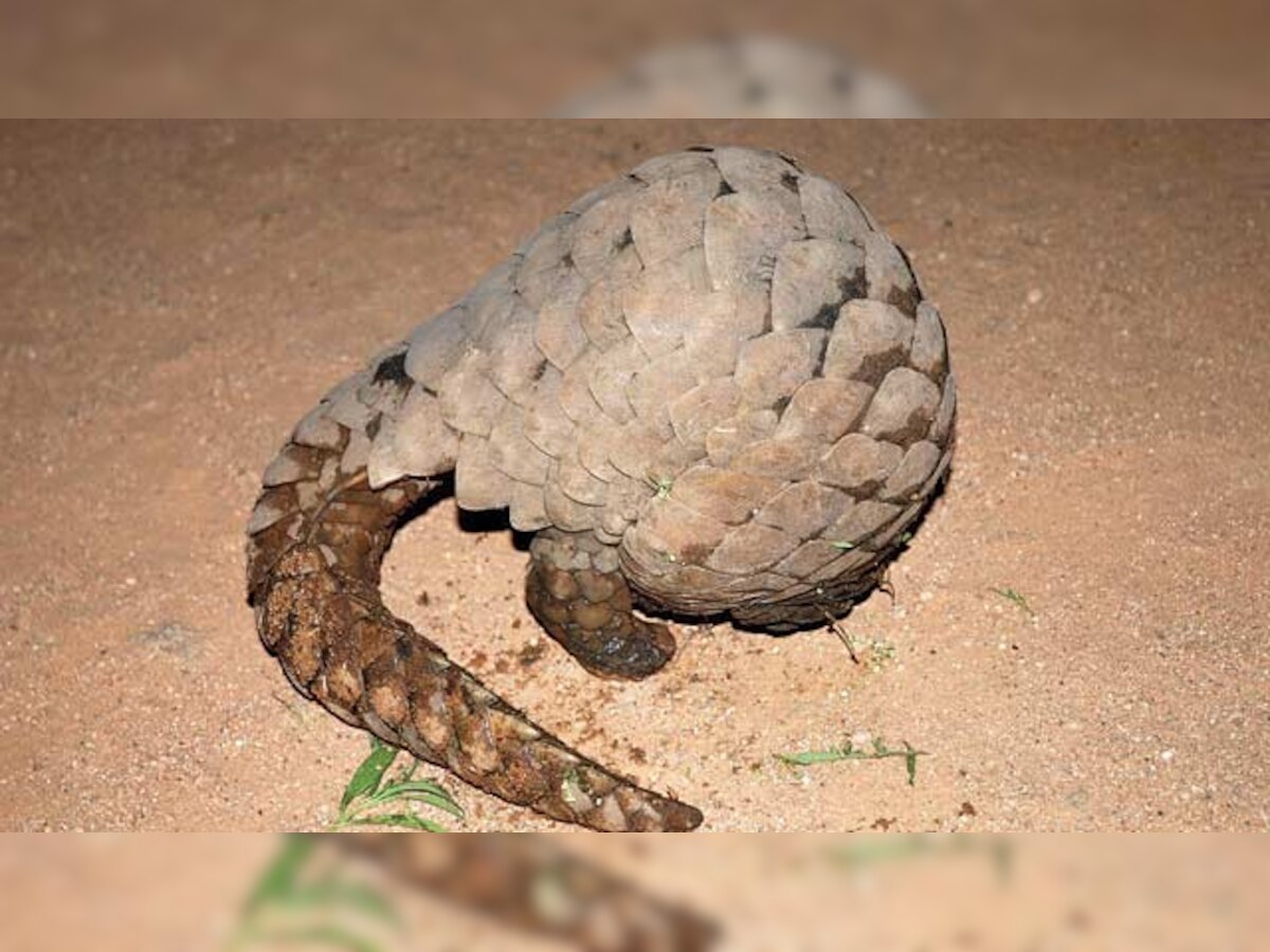 dna impact: State may rope in CBI to curb pangolin poaching