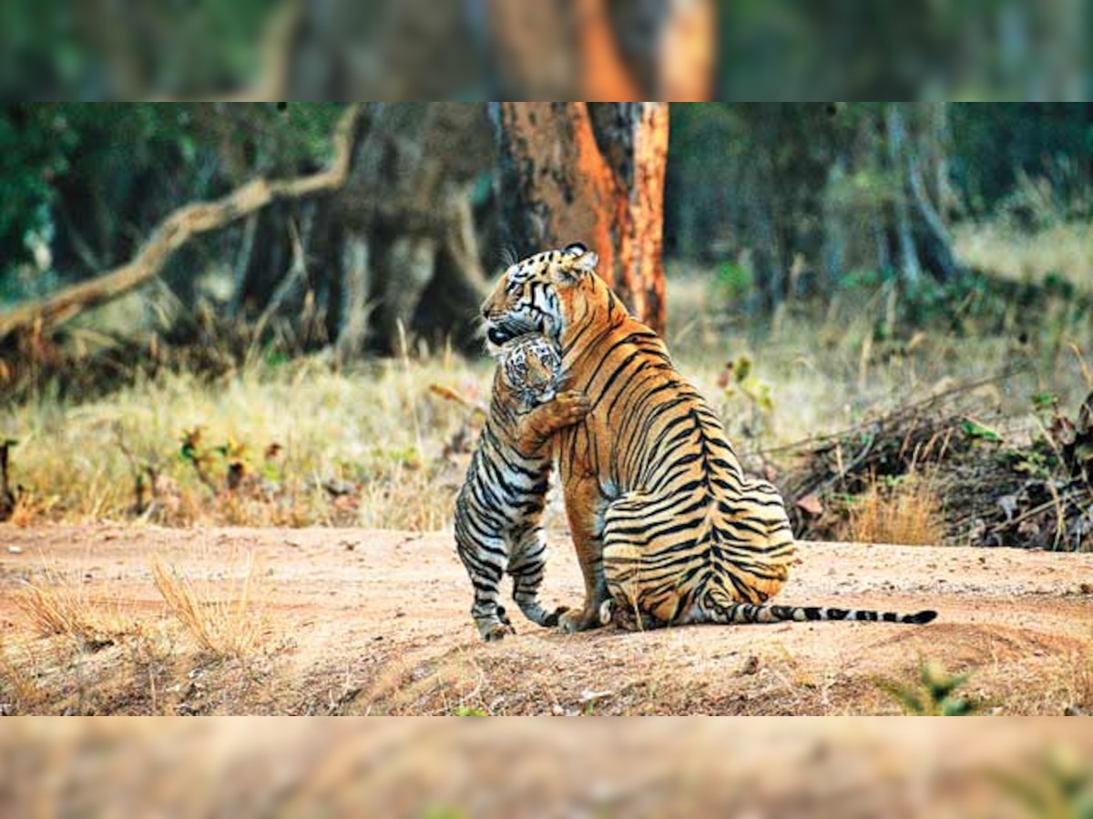 Schoolmaster's masterpiece of cub hugging Maya to become postal stamp on July 29