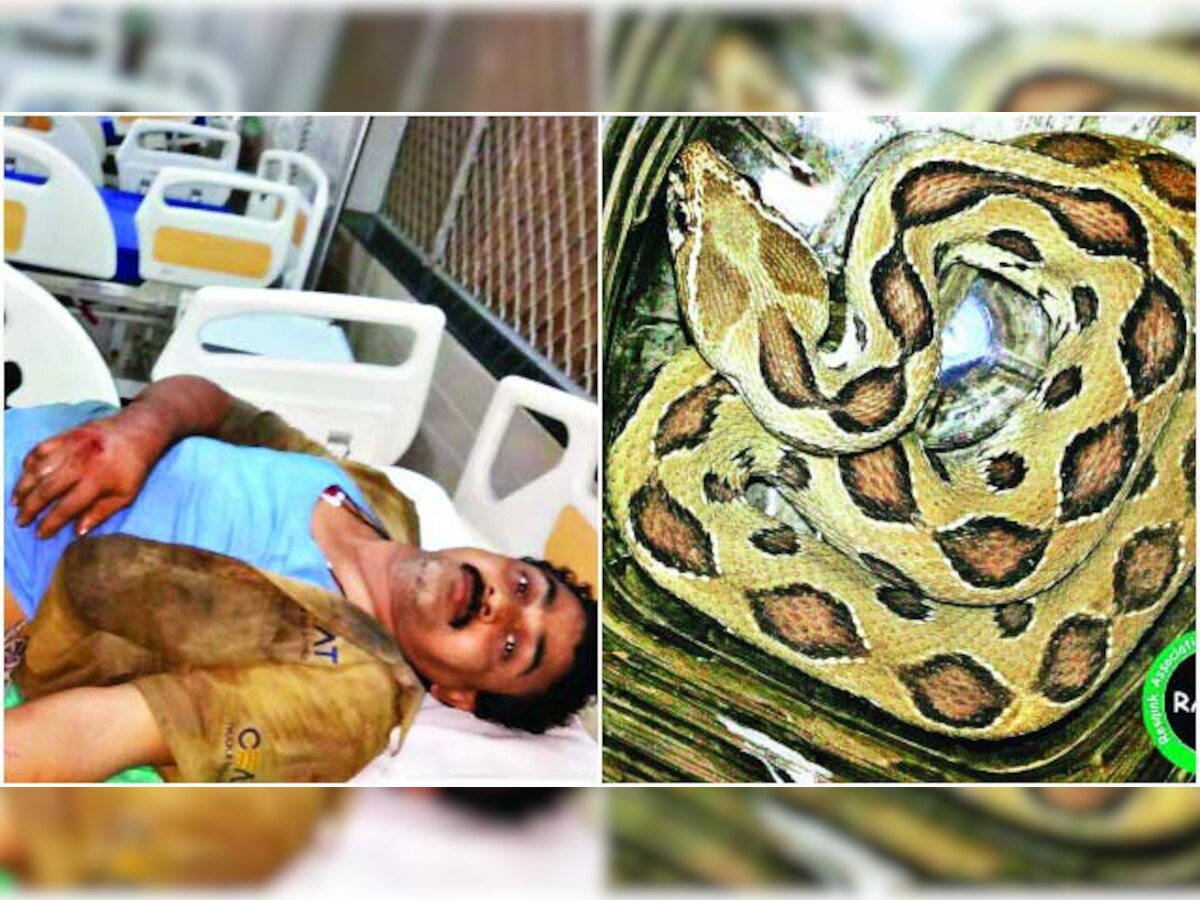 Mechanic gets bitten by Russel's Viper in Bhandup