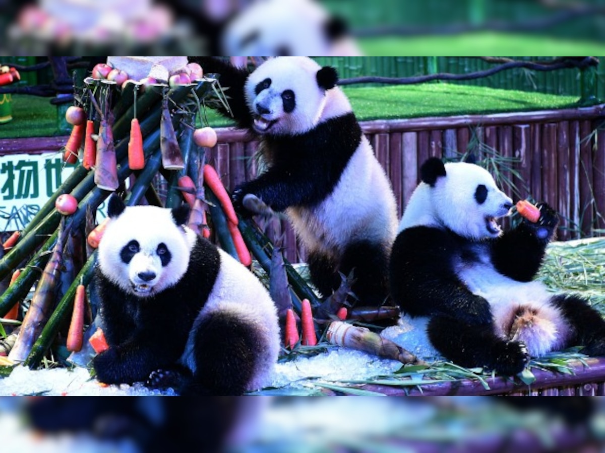 China: Rare panda triplets celebrate second birthday in style