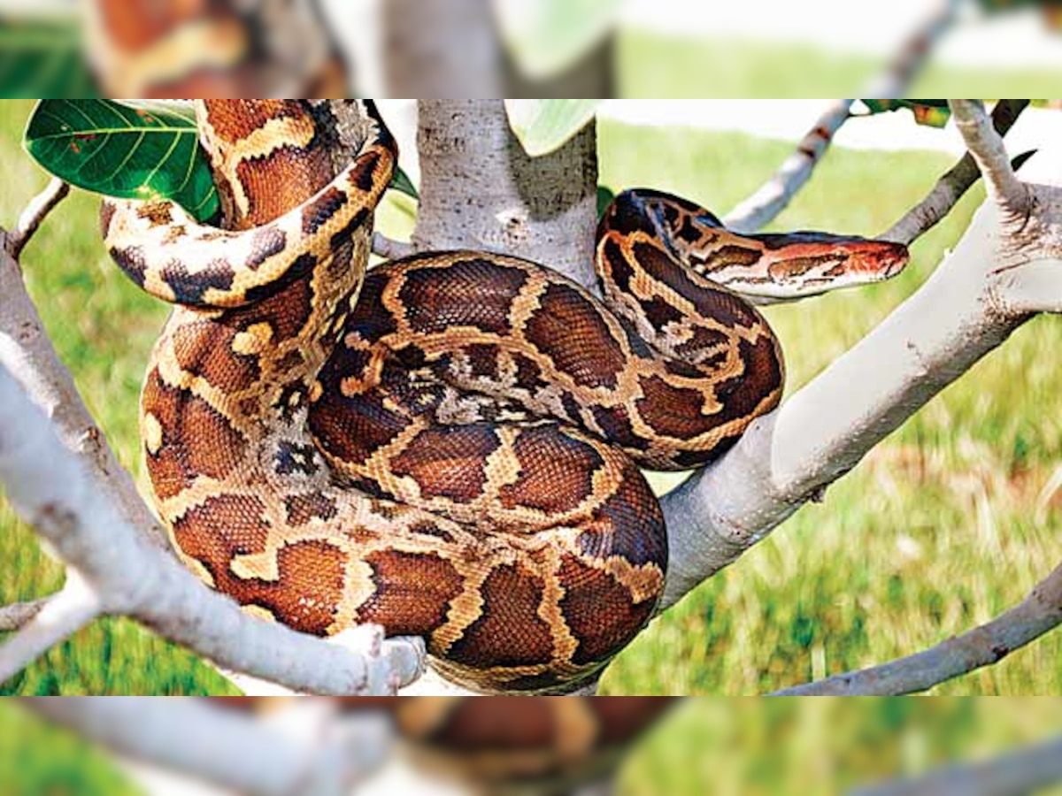On the serpent's trail: What it is like to be a female snake rescuer  