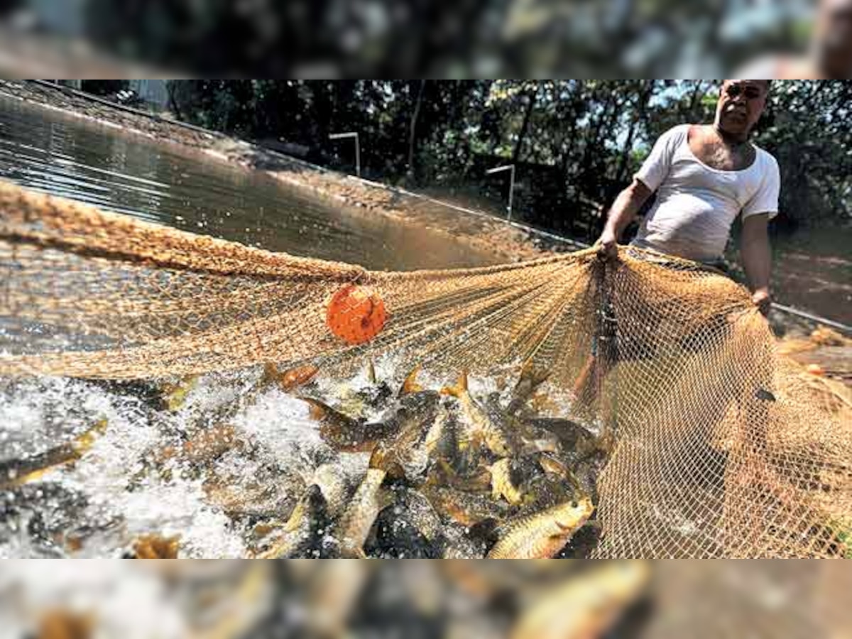 Maharashtra plans policy to promote cage culture for fresh water fish