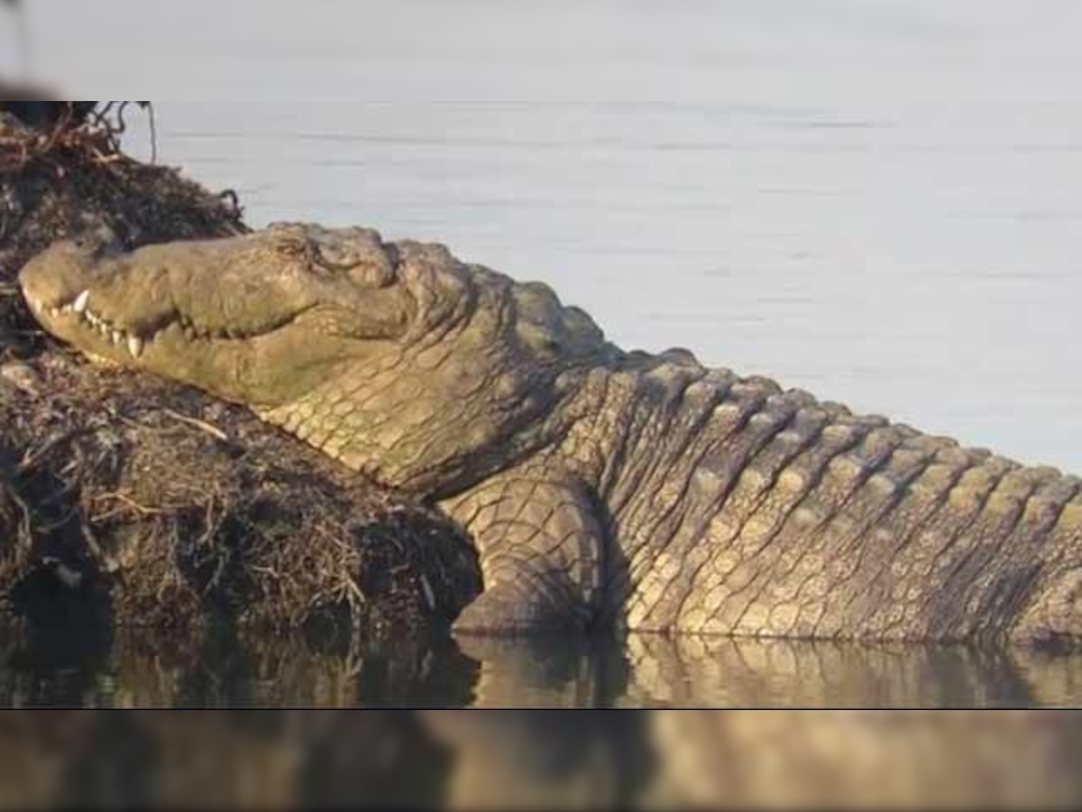 Mahad Bridge Collapse: Crocodiles impede search operations