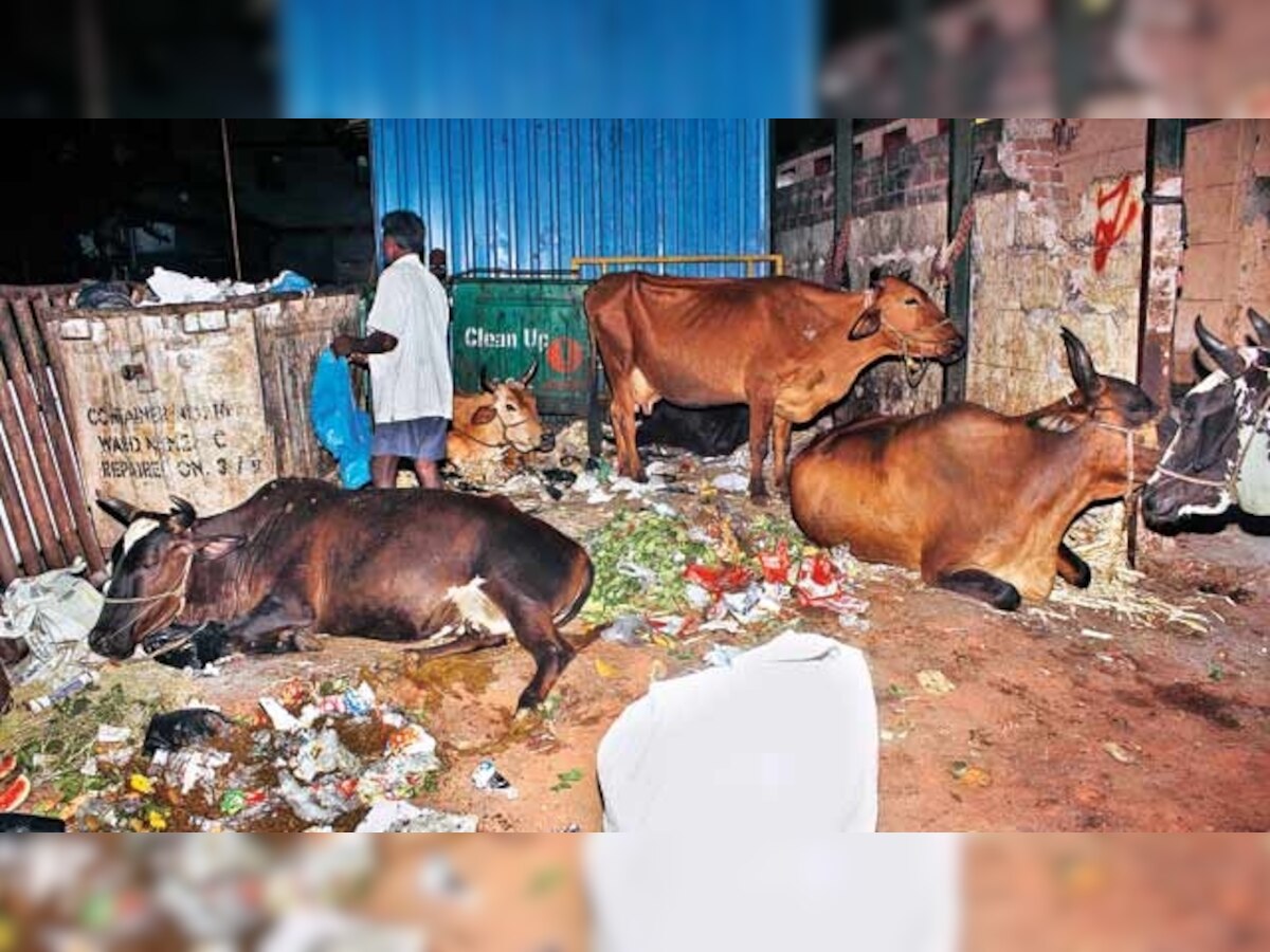 500 cows dead in BJP-ruled Rajasthan; CM Vasundhara Raje to visit shelter