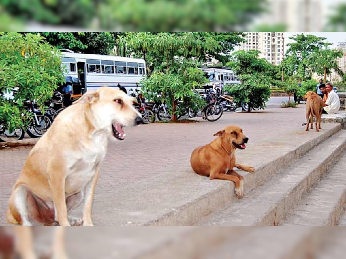 Mumbai: Housing society sets 'rule' to 'not feed strays'