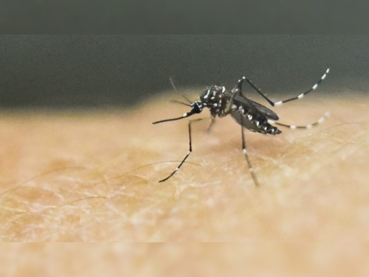 13 dead, 112 new dengue cases in West Bengal