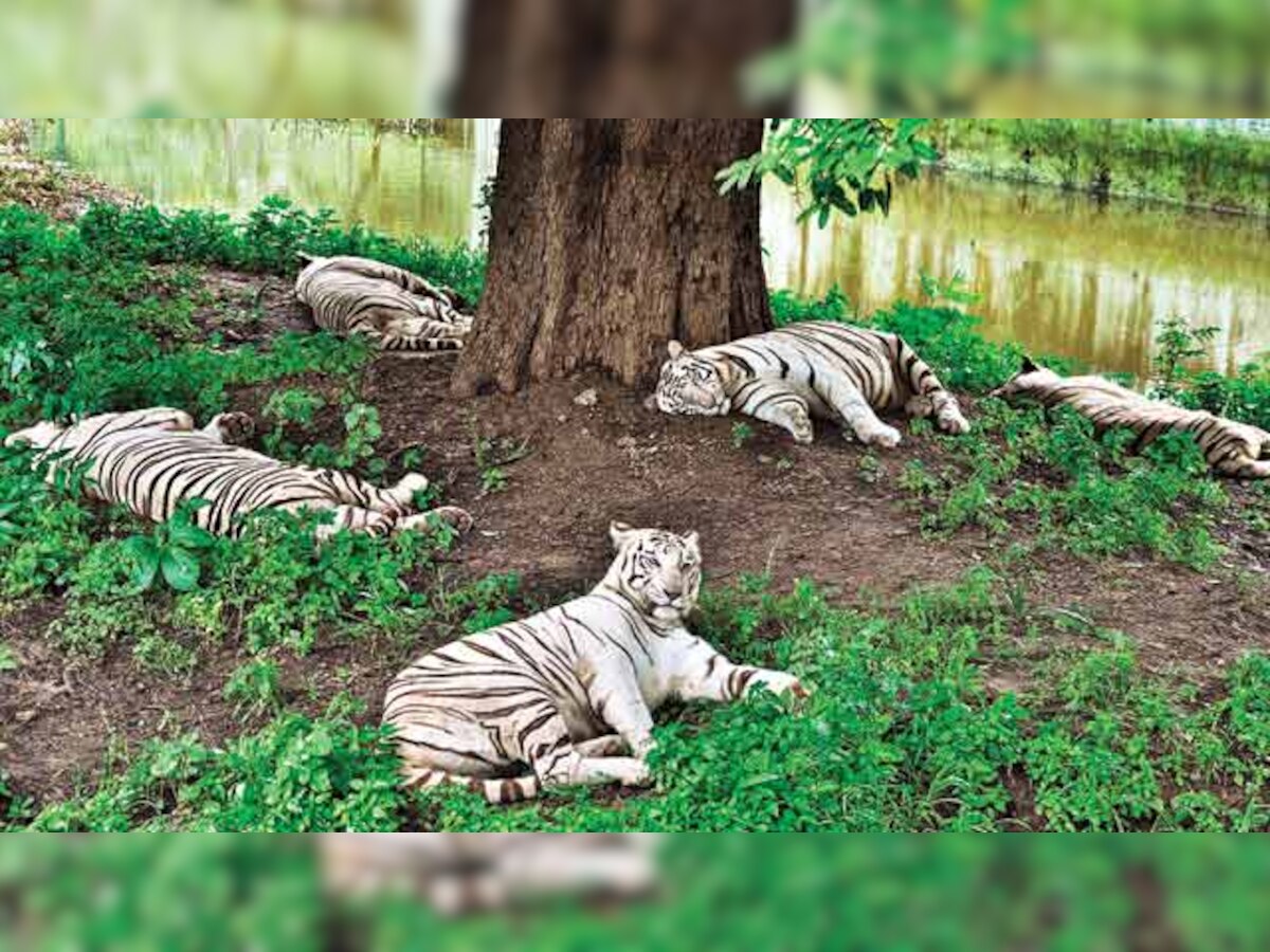 A fourth of Maharashtra tigers are outside reserves