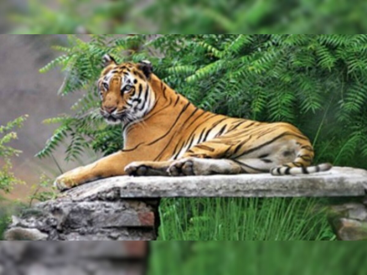 Activists demand better protection of tigers in non-protected areas