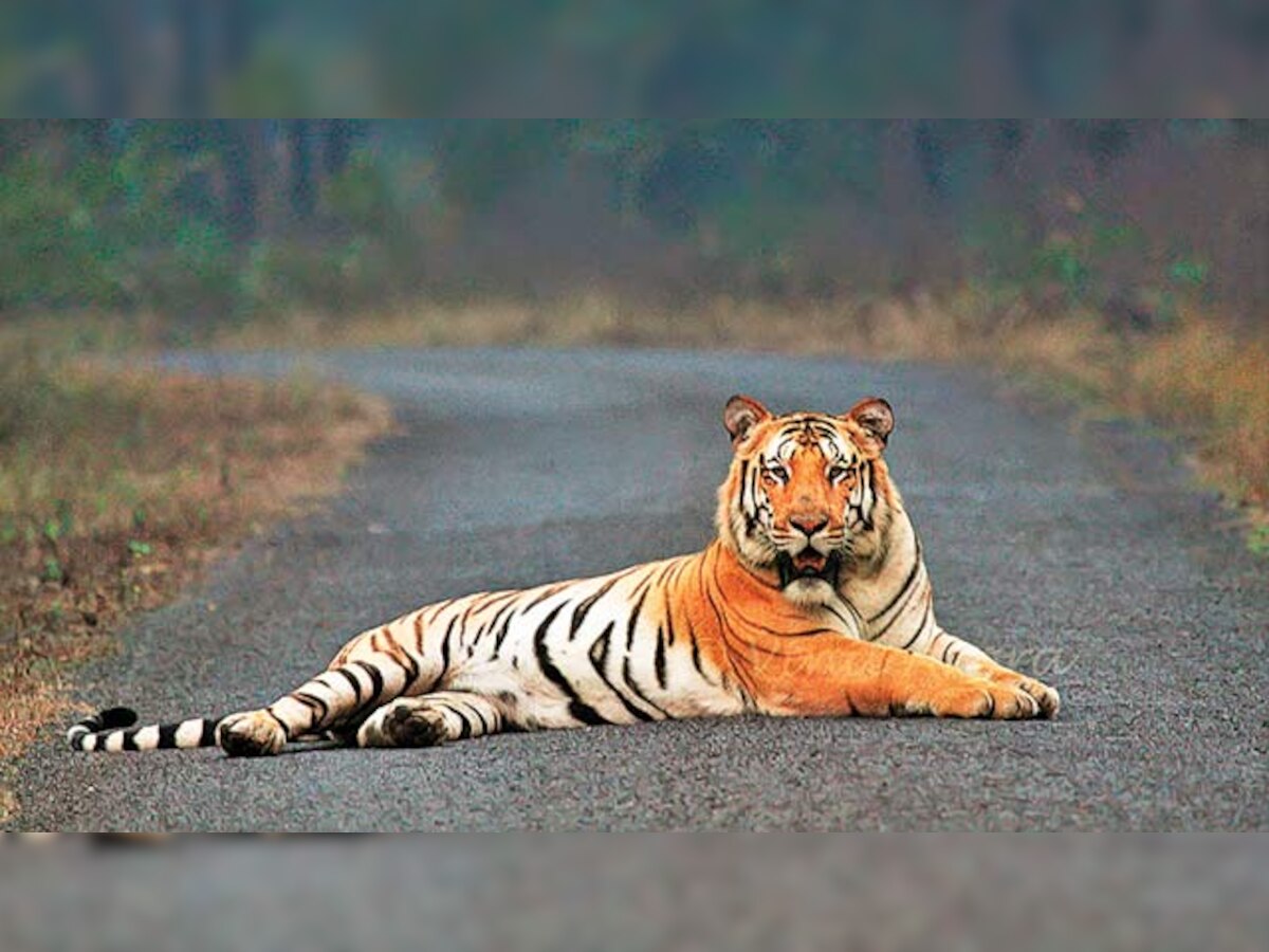 Wildlife lovers worry for state's iconic tiger Jai as news of poachers' arrest spreads